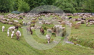 Flock of sheeps grazing in a hill