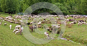 Flock of sheeps grazing in a hill