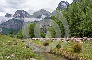 Flock of sheeps grazing in a hill