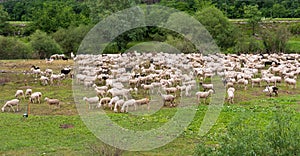 Flock of sheeps grazing in a hill