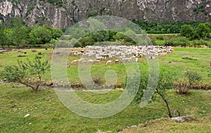 Flock of sheeps grazing in a hill