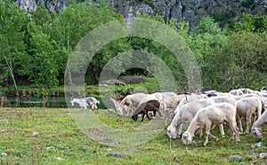 Flock of sheeps grazing in a hill