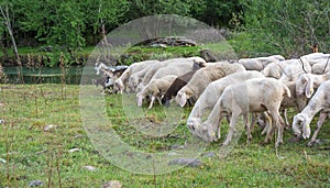 Flock of sheeps grazing in a hill
