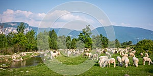 Flock of sheeps grazing in a hill at sunset