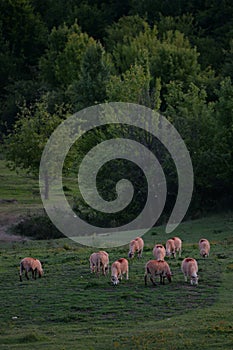 Flock of sheeps in the green field at sunset