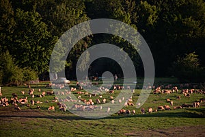 Flock of sheeps in the green field at sunset