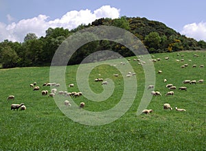 Flock of sheeps at green fields