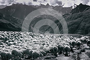 Kŕdeľ z ovce stádo bežný dole údolie taliančina alpy 
