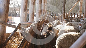 Flock of sheeps and lambs on grass based farming system