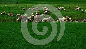 Flock of sheeps on meadowsof Sjenica, Serbia photo