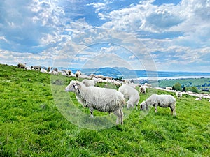 Flock of sheeps in mountains photo