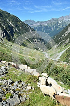 Flock of sheeps in the mountains