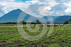 Flock of sheeps and Ol Doinyo Lengai on background. Maasailand, Engare Sero, Natron lake coast, Rift Valley