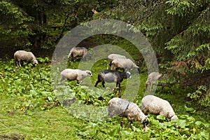 Flock of sheeps on a subalpine meadow