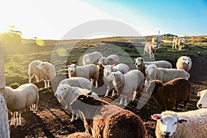 Flock of sheeps togheter white and brown sunlight