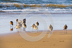 Flock of shorebirds on the beach at sunset. The marbled godwit birds close-up with beautiful ocean in the background, California