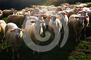 Flock of shorn sheep