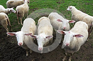 Flock of shorn sheep