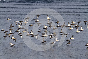 Flock of Siberian or STELLERS eiders flying to the sea on a winte