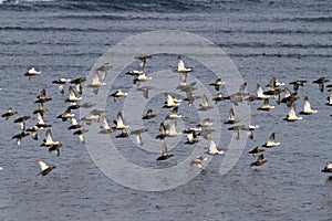 Flock of Siberian or STELLERS eiders flying to the sea on a winte photo