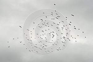 Flock silhouette of black birds flying in cloudy grey weather