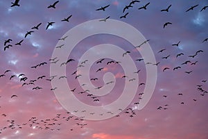 Flock of silhouetted migratory snow geese flying against a cloudy winter sky lit in sunset pink and purple tones