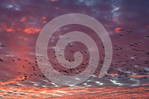 Flock of silhouetted migratory snow geese flying against a cloudy winter sky lit in sunset pink and purple tones