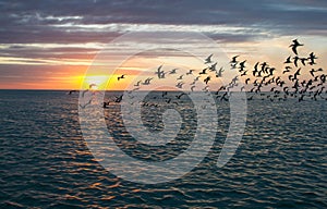 Flock of skimmers at sunset