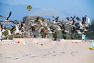 Black skimmers