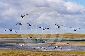 Flock of Skua seabirds taking flight at Bluff Cove on Falkland Islands