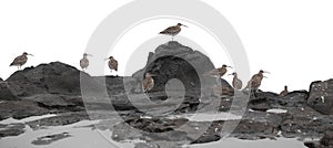 flock of slender-billed curlews