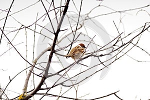 Flock of small bird sparrow sitting on tree branch on winter nature background