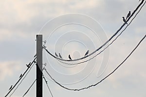 Flock of small birds Great Tits rests on wire of power line, black and white panorama