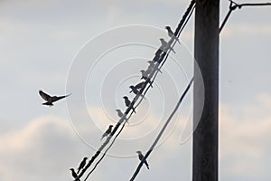 Flock of small birds Great Tits rests on wire of power line, black and white panorama