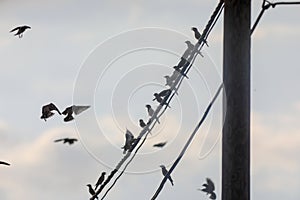 Flock of small birds Great Tits rests on wire of power line, black and white panorama