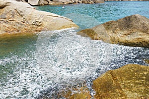 A flock of small fish jumps out of the water, fleeing predators.