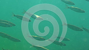 A flock of small Golden grey mullet Liza ramada swims quickly among green algae in the Black Sea. Fish of the Black Sea