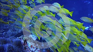 A flock of small reef fish underwater