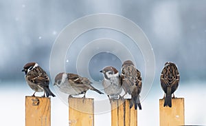 Flock of small sparrow birds are sitting on a wooden fence in the village