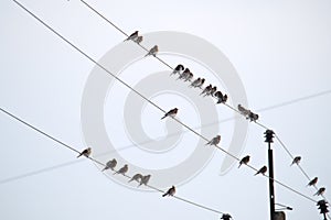 Flock of small wild birds perching on electrical power line wires