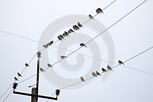 Flock of small wild birds perching on electrical power line wires