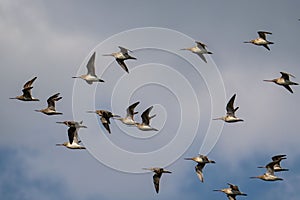 Flock of snipes soar through a blue sky