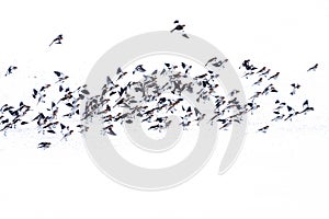 Flock of Snow Bunting Plectrophenax nivalis photo