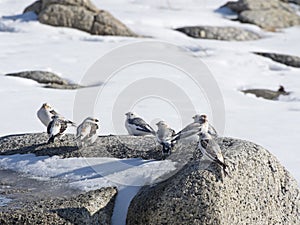 Snow buntings on a rock photo