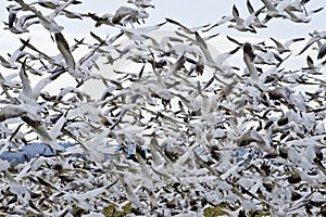 Flock of Snow Geese photo