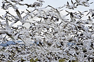 Flock of Snow Geese