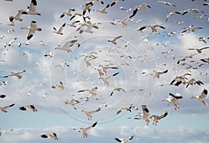 Flock of snow geese coming in to land