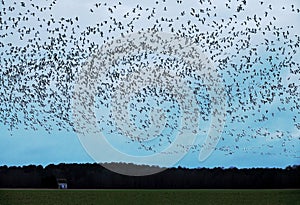 A flock of Snow geese in the farm field in Virginia