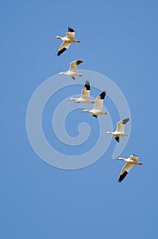 Flock of Snow Geese Flying in a Blue Sky