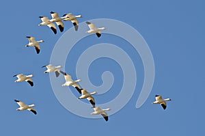 Flock of Snow Geese Flying in a Blue Sky